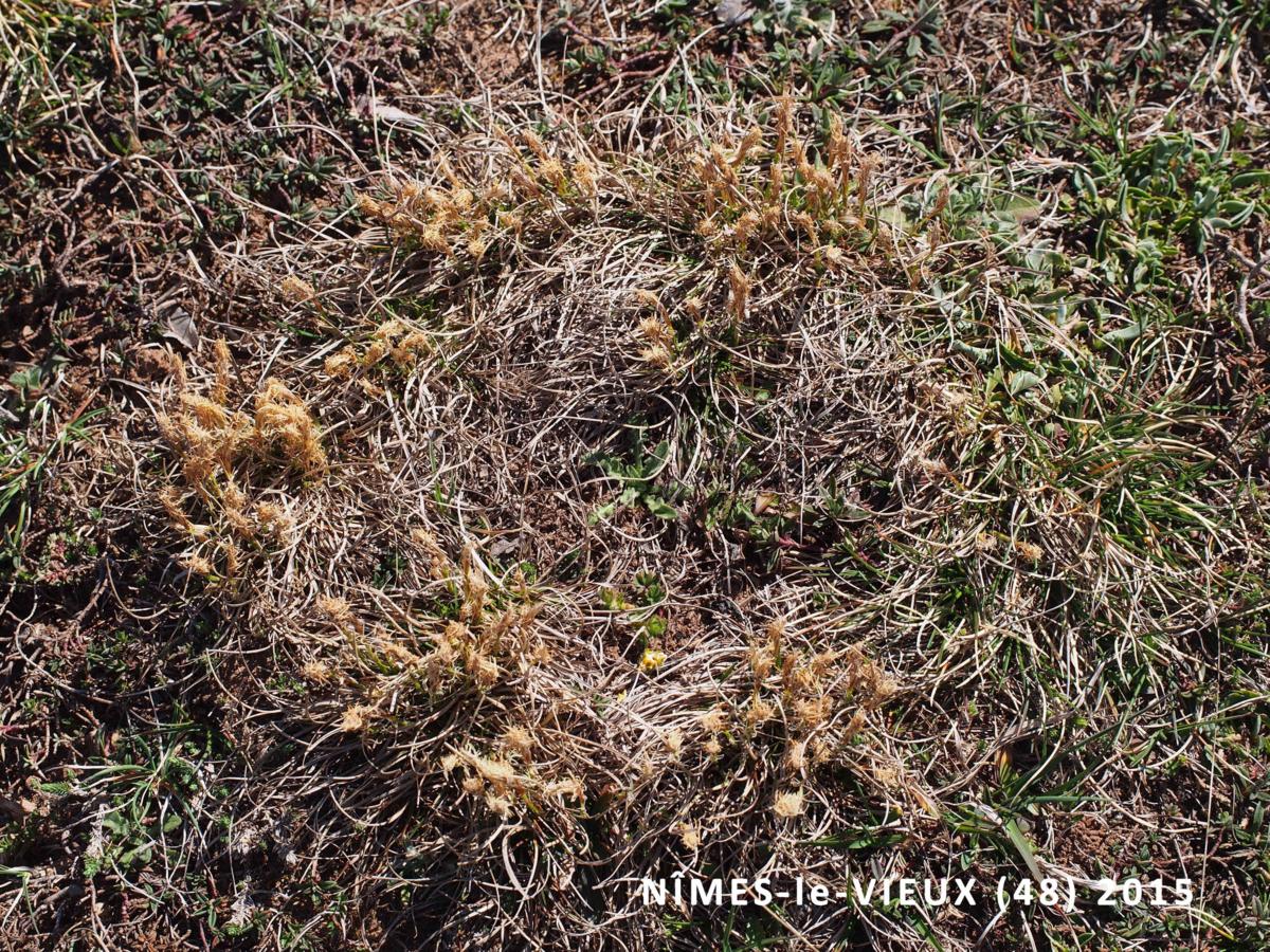 Sedge, Dwarf plant